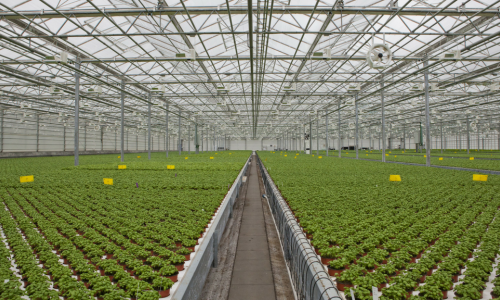 The Automated Greenhouse: What robots can contribute to herb production